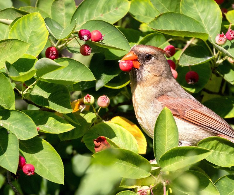 Native Berry and Seed-Producing Plants