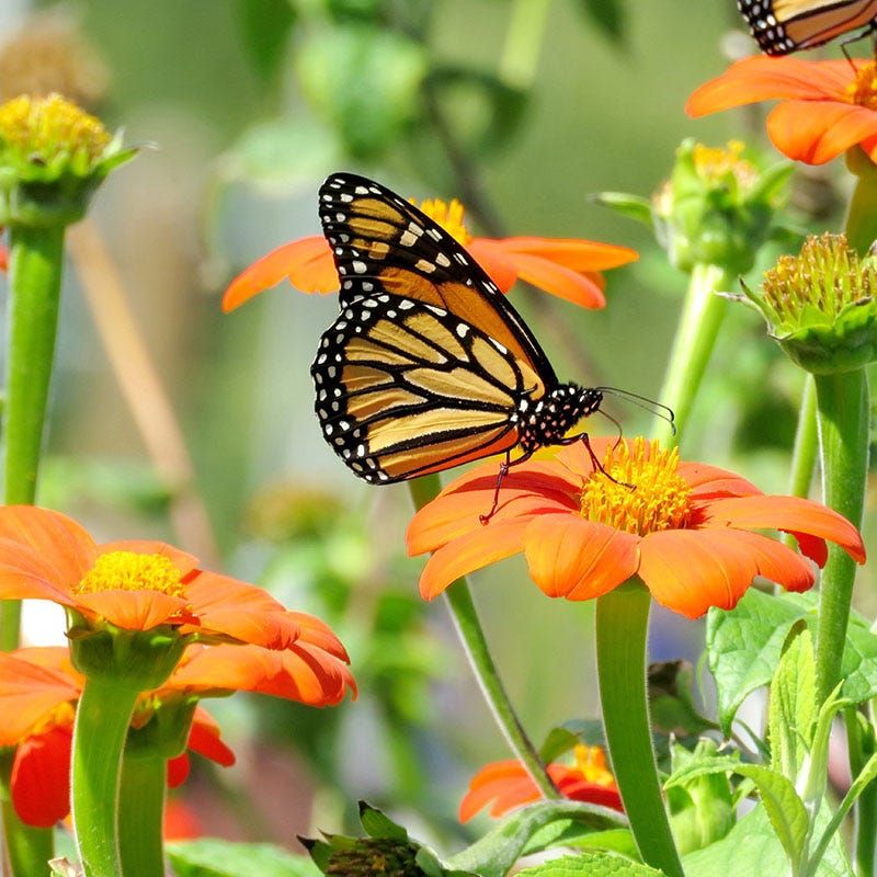 Build a pollinator garden around one annual