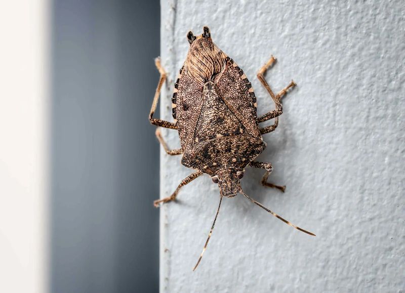 Vacuuming can remove bugs already inside