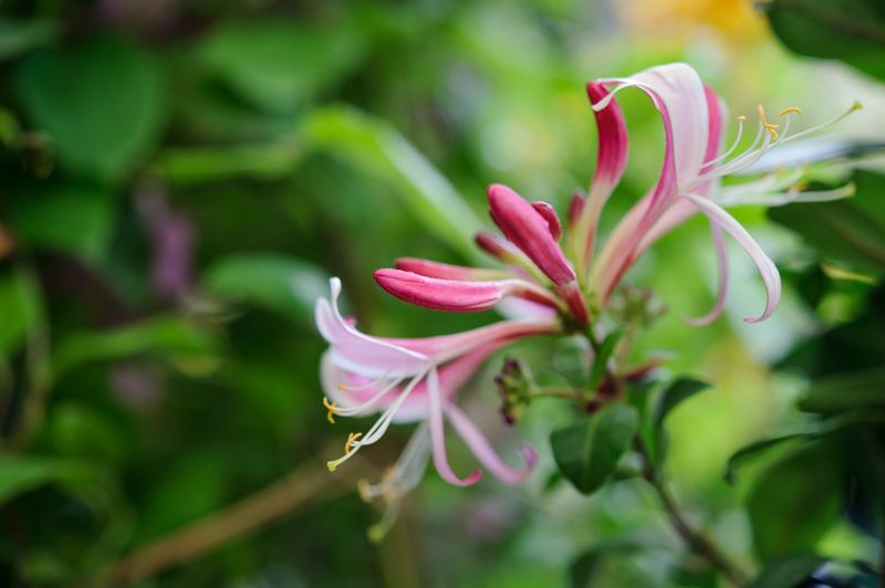 Shrub Honeysuckles