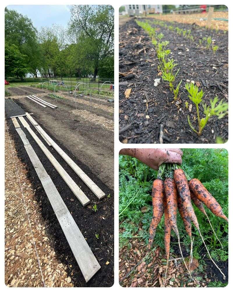 Carrots (Never Soak)