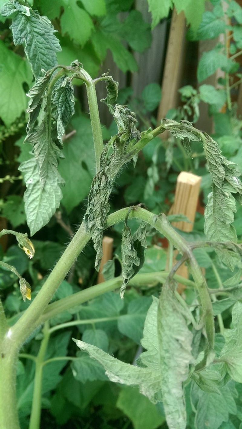 Causing Salt Injury to Plants