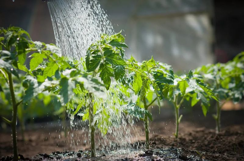 Watering From Overhead Onto The Leaves