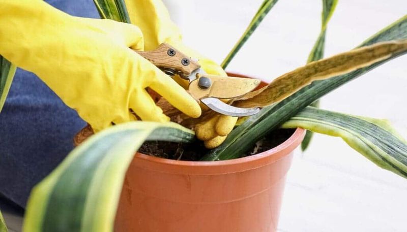 Remove Damaged or Unhealthy Foliage