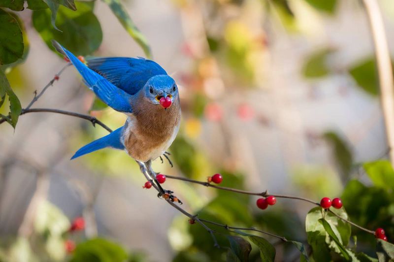 Eastern Bluebird
