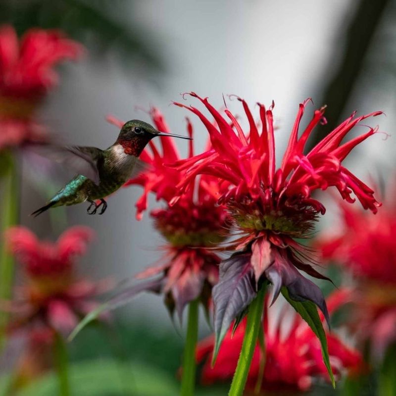 Bee Balm (Monarda)