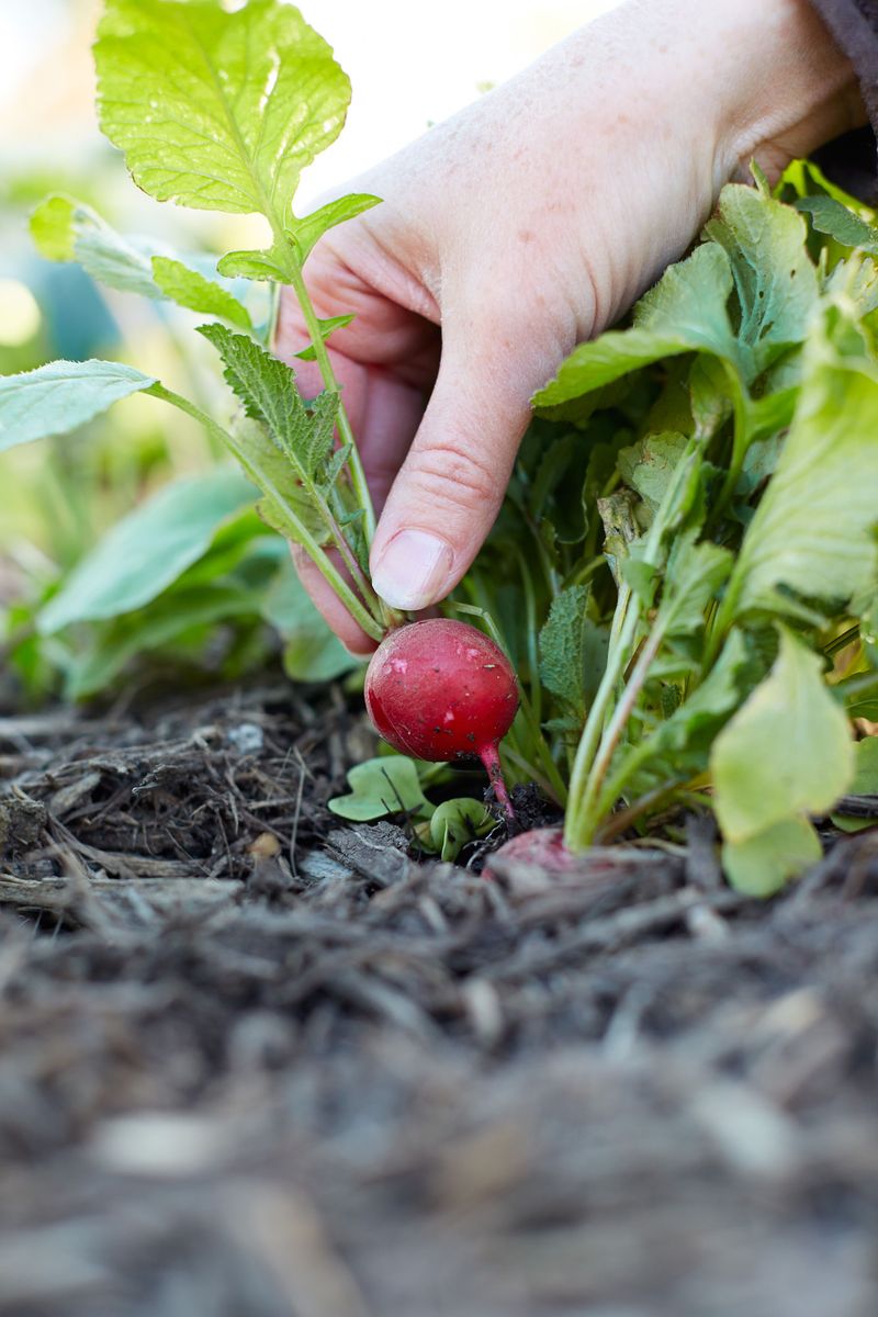 Radishes