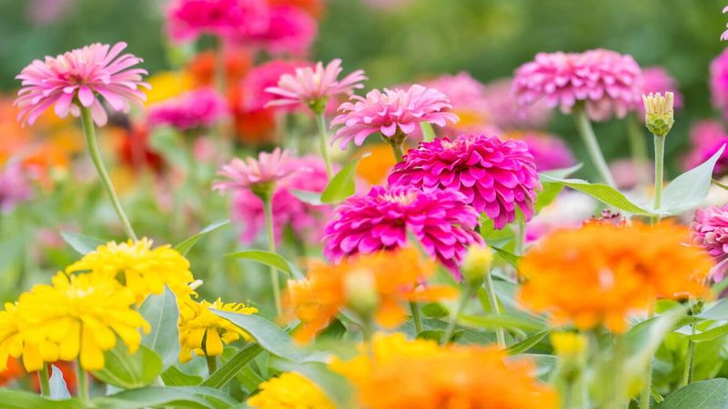Zinnia