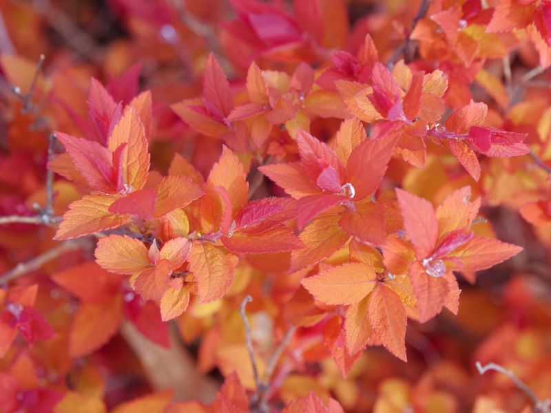 Spirea