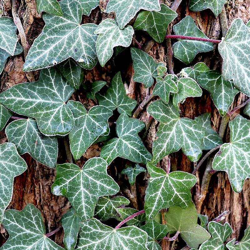Use suitable prunings and avoid spreading invasive plants