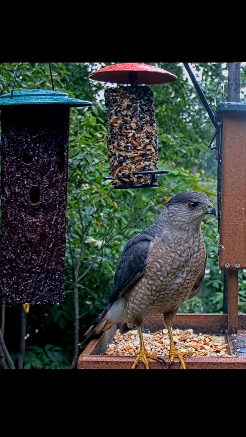 Feeder activity can turn a songbird yard into a hunting stop