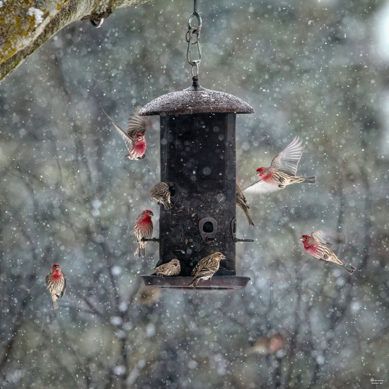 House Finch