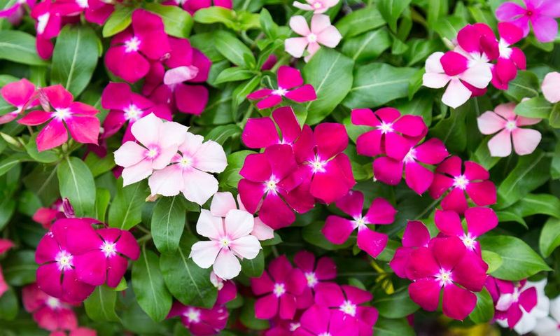 Vinca (Catharanthus)