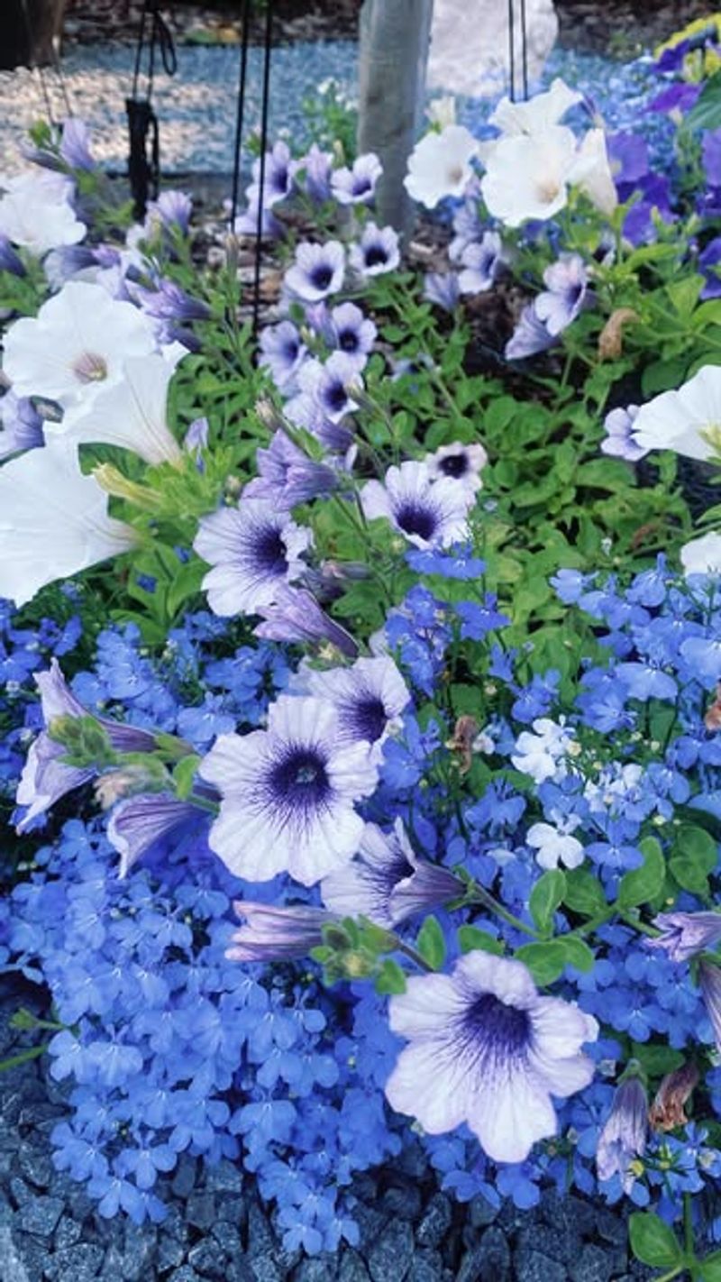Lobelia