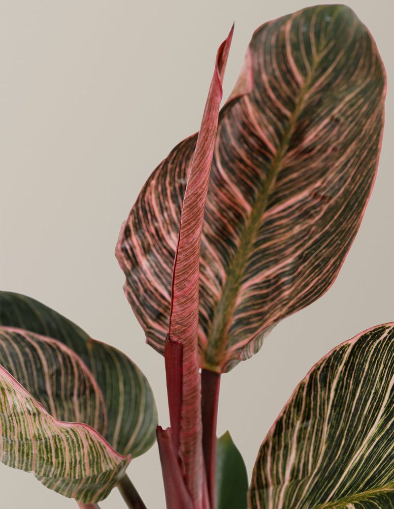 A pulvinus helps the leaf change position