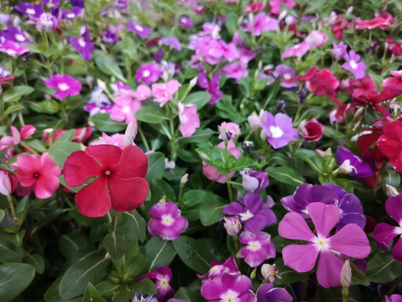 Vinca (Madagascar Periwinkle)