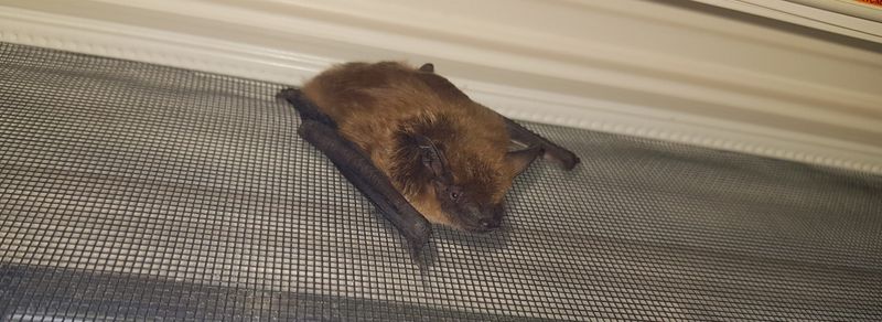 Avoid disturbing a bat that may be hibernating