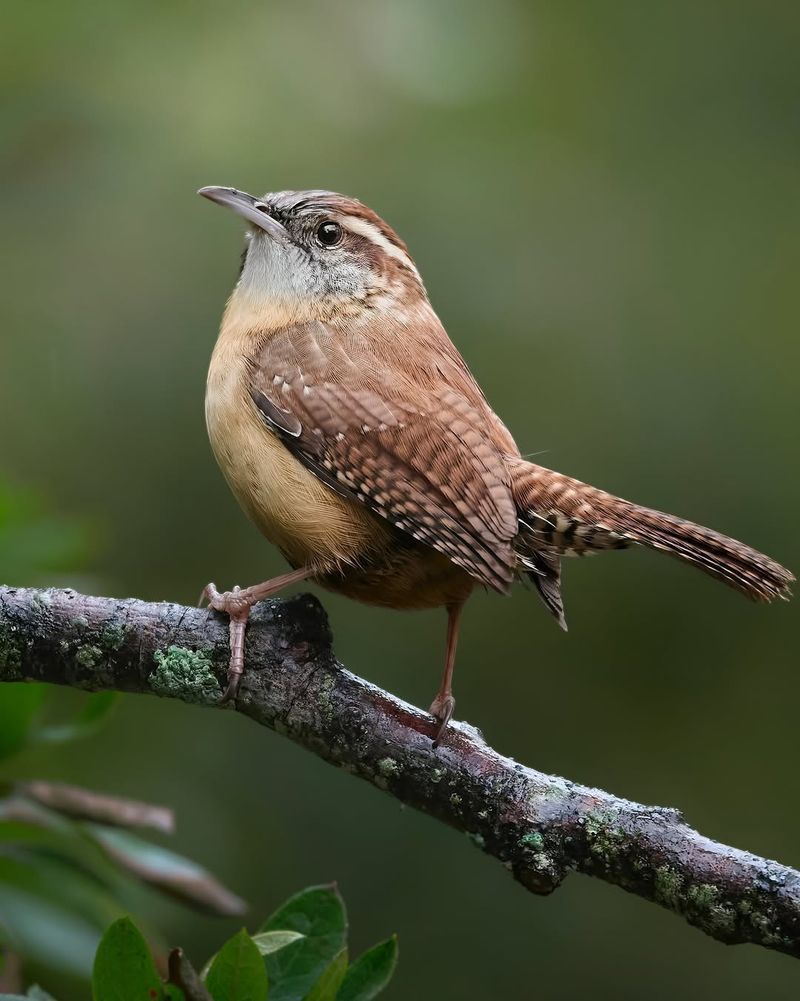 Carolina Wren
