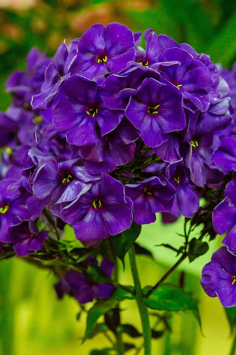 Phlox
