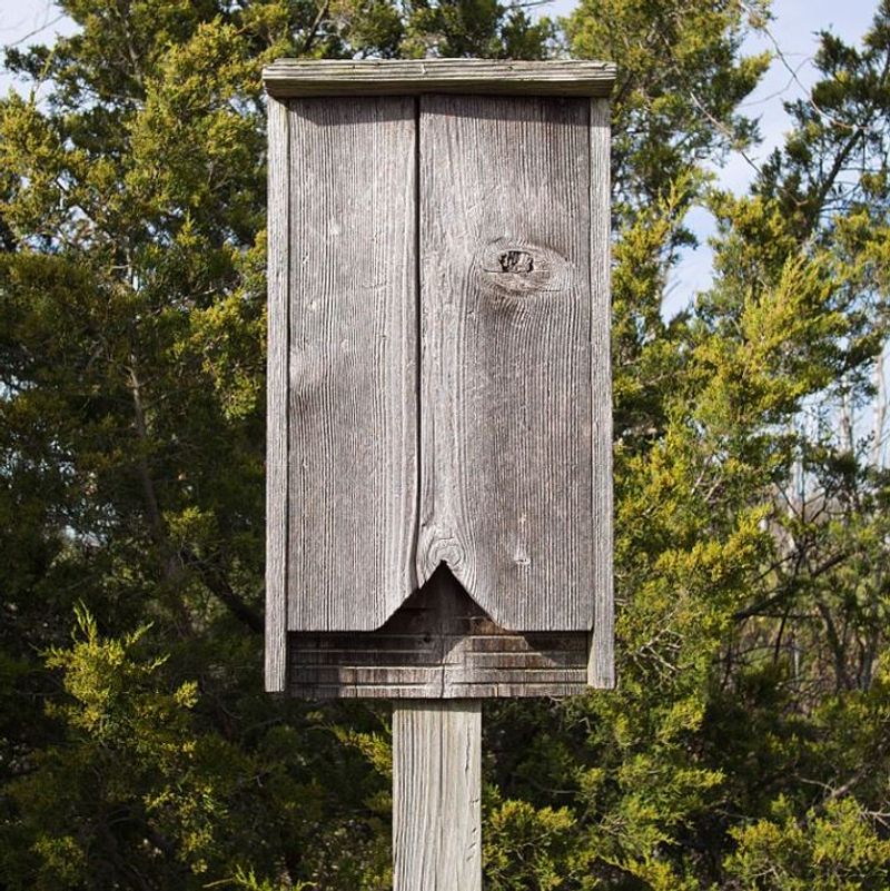 Install a bat house for habitat, not a mosquito guarantee