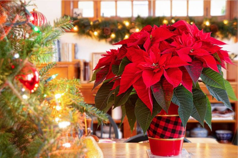 Steady care can help preserve the holiday display