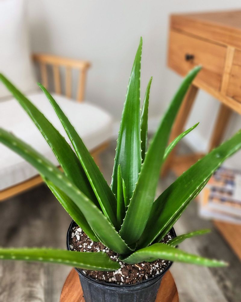 Be Patient With a Young Plant
