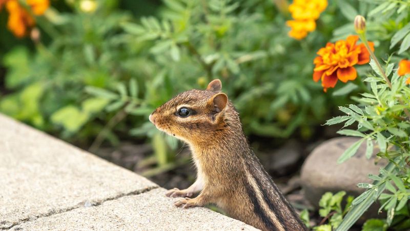 Leave a Harmless Burrow Alone—and Act When the Evidence Says You Must