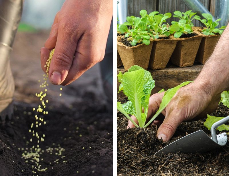 Choose seed or transplants according to your remaining window