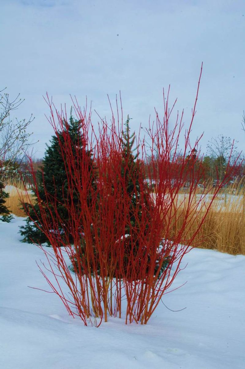 Red-Osier Dogwood