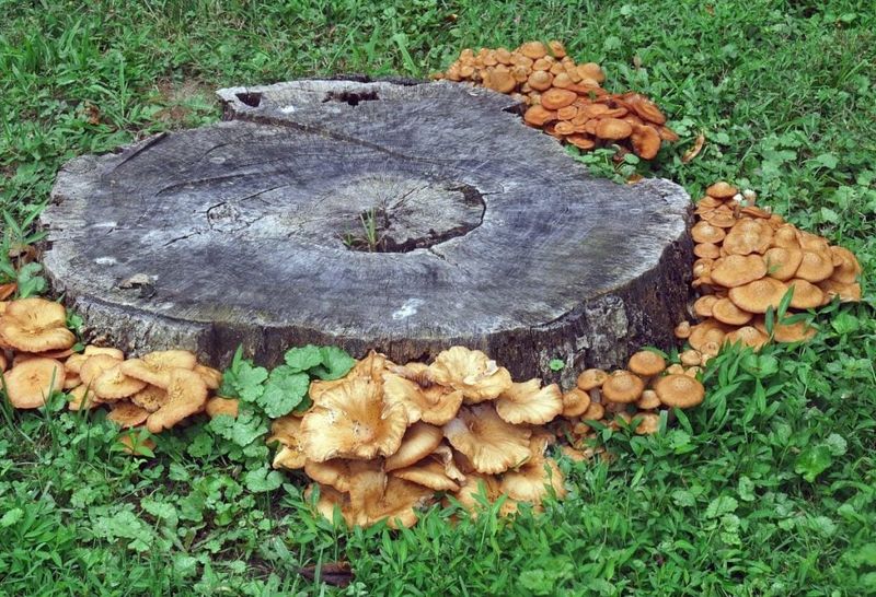 You Have Buried Organic Debris