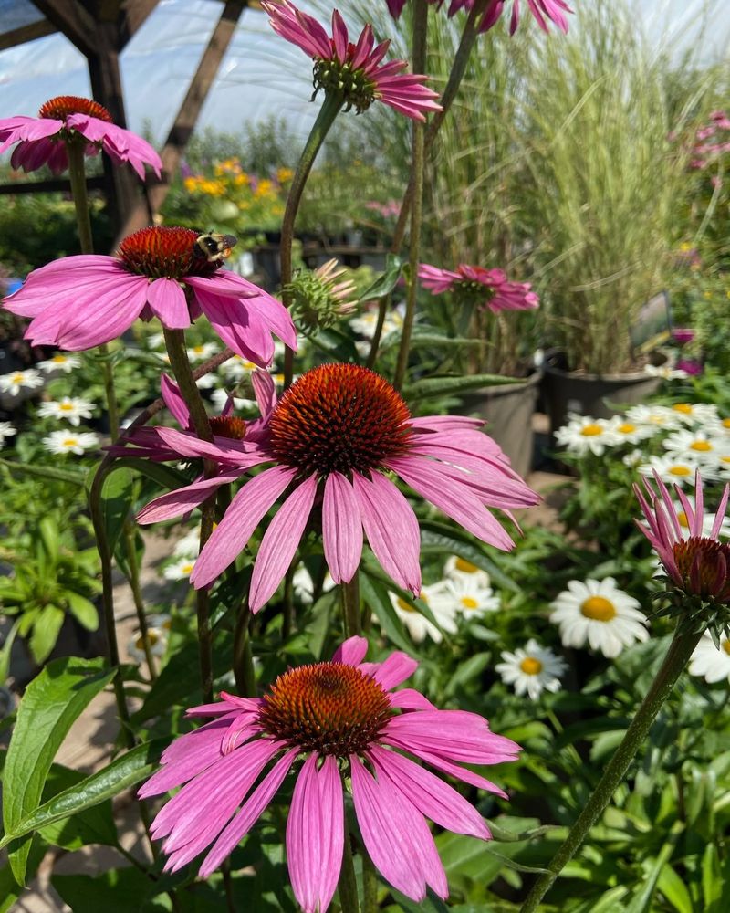 Coneflower (Echinacea)