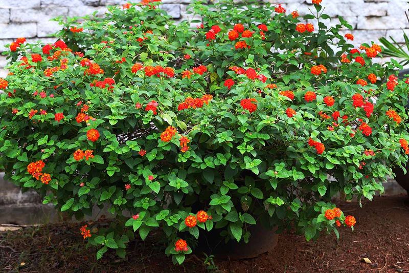 Match the pruning job to the plant and protect people and wildlife