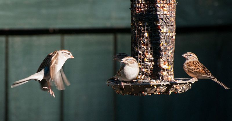 Protect feeder birds without trying to control the hawk