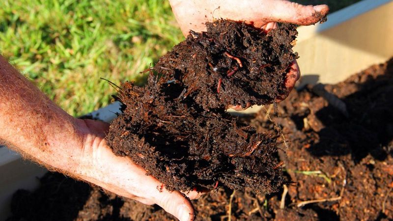 Ensure Well-Draining, Rich Soil