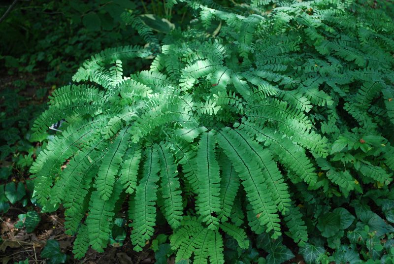 Northern Maidenhair Fern