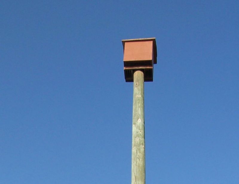 A bat house supports roosting habitat, not an instant mosquito fix