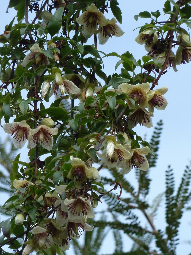 Fern-Leaf Clematis (Clematis cirrhosa)