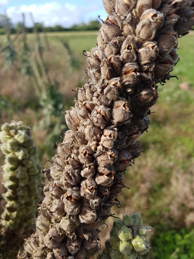 Mullein (Verbascum)