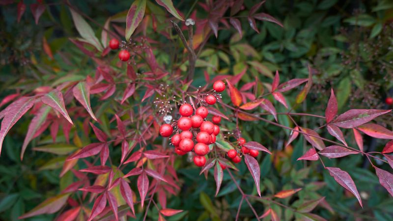 Nandina (Heavenly Bamboo)