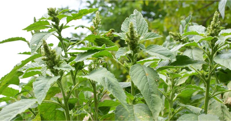 Stop larger plants before they produce mature seeds
