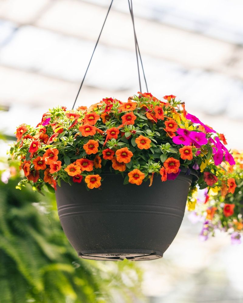 Calibrachoa (Million Bells)