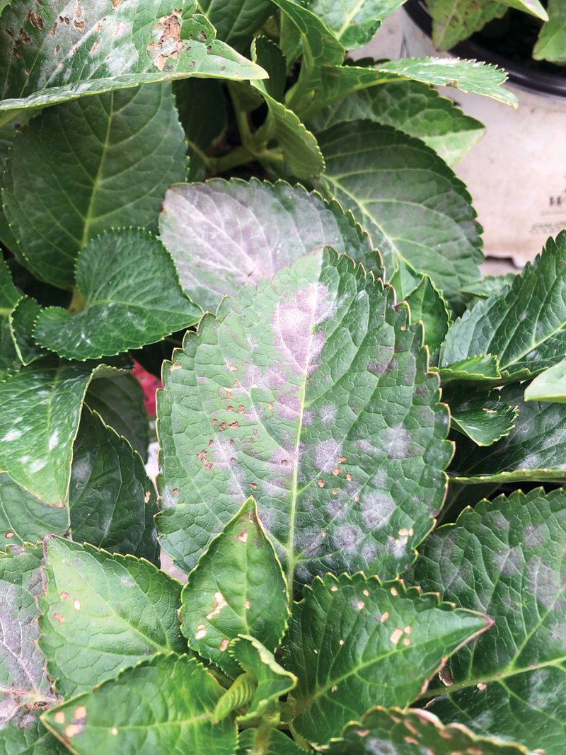 Do Not Splash Water on Leaves in Full Sun