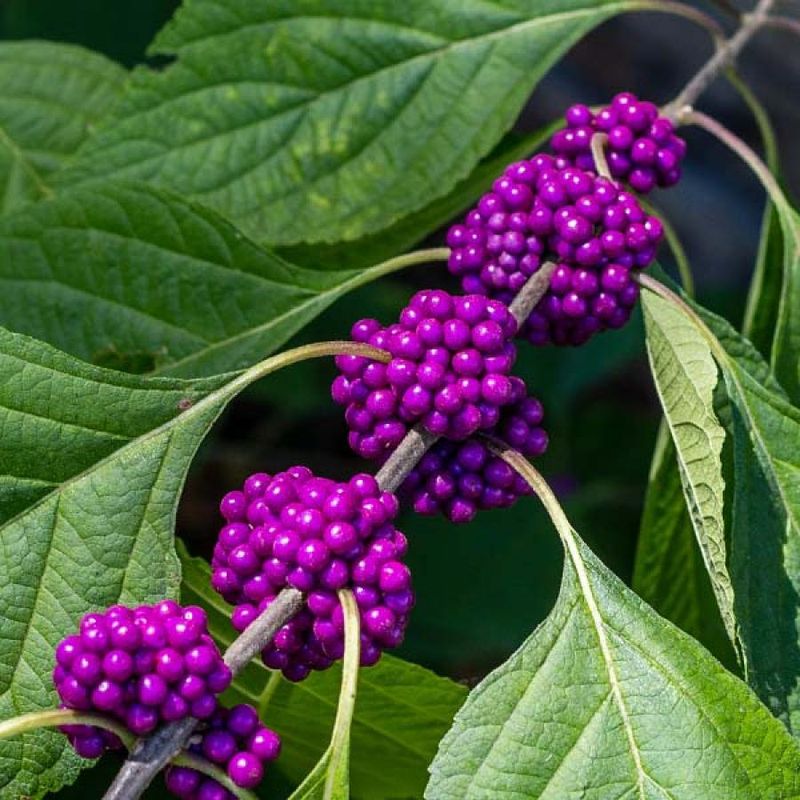 American Beautyberry (Callicarpa americana)