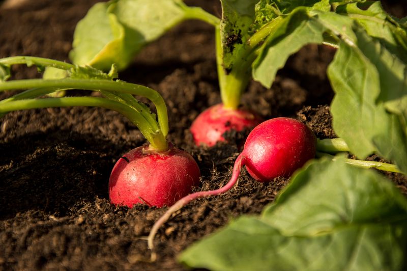 Use prevention, not emergency watering, for the next crop
