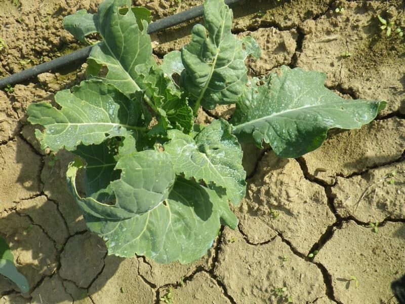 Check moisture and nitrogen without turning either into a cure-all