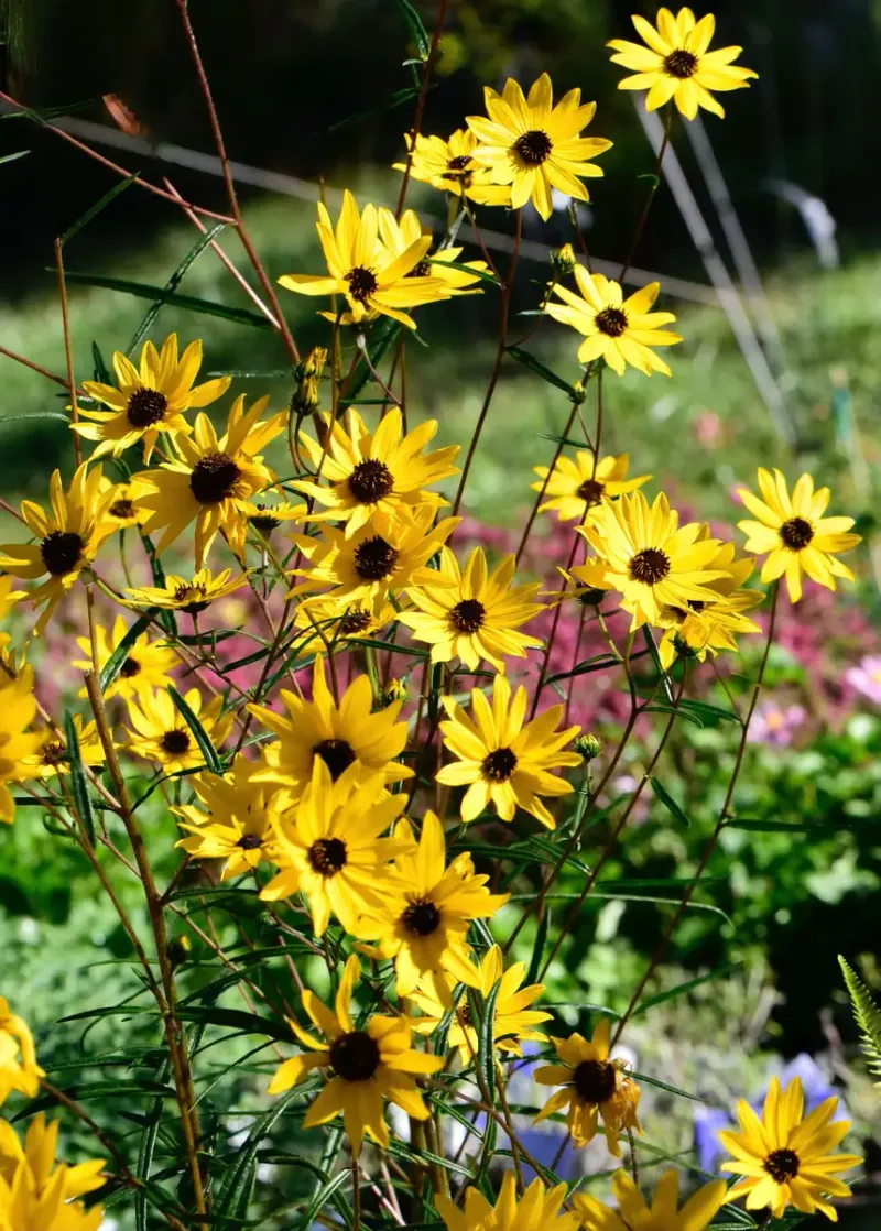 Swamp sunflower is a strong fit for a moist, sunny site
