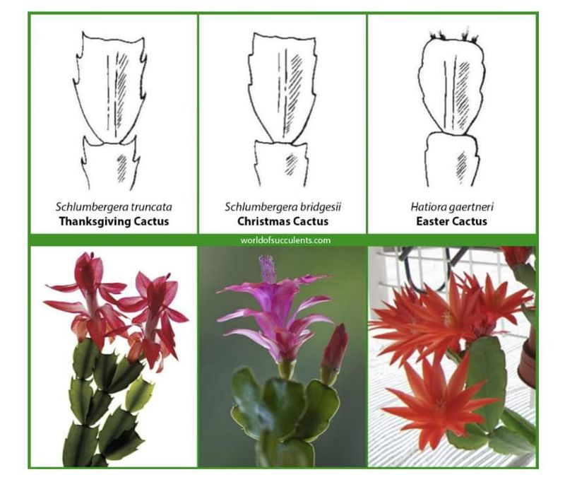 Match the dark period to the type of holiday cactus