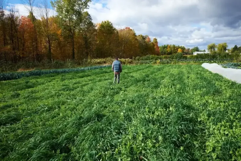 Choose a cover crop for your local fall window
