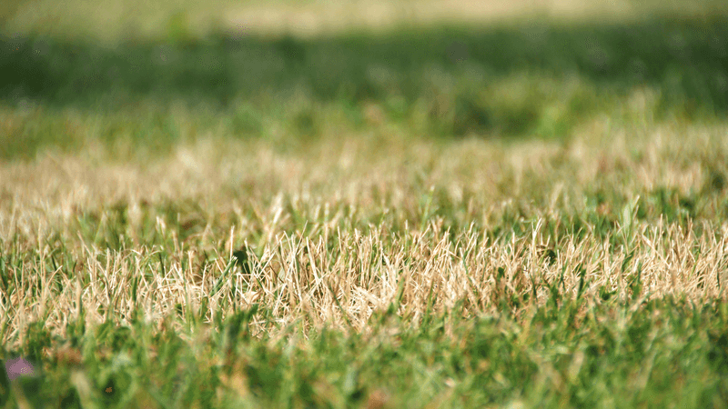 Recheck before you expect new growth
