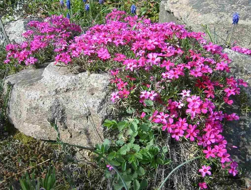 Creeping Phlox (Phlox subulata)